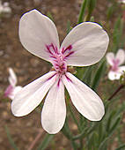 Pelargonium laevigatum