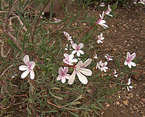 Pelargonium laevigatum