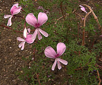 Pelargonium fruticosum