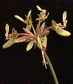 Pelargonium aff. rapaceum