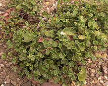 Pelargonium saxifragoides