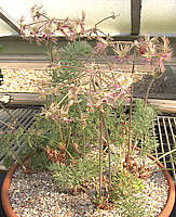 Pelargonium bowkeri