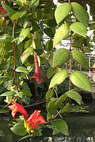 Aeschynanthus pulcher