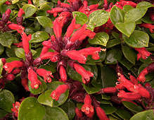 Aeschynanthus radicans