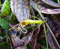 Aeschynanthus longicaulis