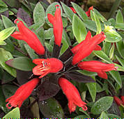 Aeschynanthus lobbianus