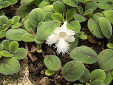 Alsobia dianthiflora