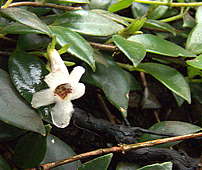 Codonanthe gracillis