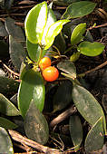 Codonanthe gracillis