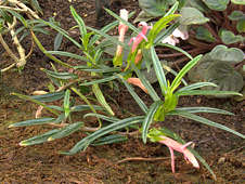 Columnea linearis Columnea linearis