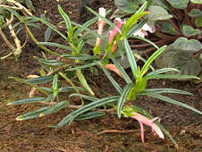 Columnea linearis