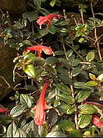 Columnea banksii