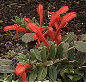 Columnea oerstediana Columnea oerstediana