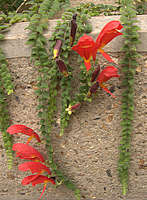 Columnea gloriosa Columnea gloriosa
