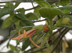 Columnea harrisii