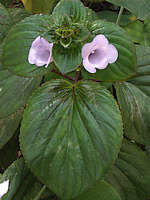 Gloxinia perennis