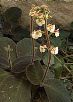 Gloxinia erinoides