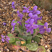 Petrocosmea nervosa