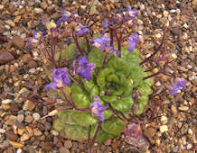 Petrocosmea minor