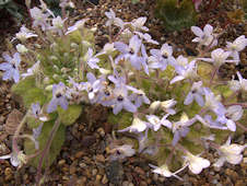 Petrocosmea grandiflora