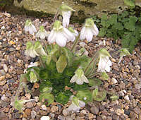 Petrocosmea cryptica Syn. Petrocosmea rosettifolia