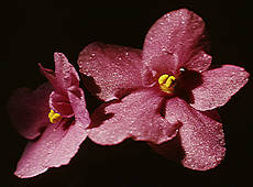 African violet flower