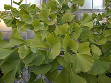 Ginko biloba