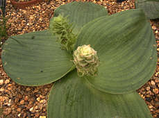 Massonia (Whiteheadia) bifolia