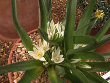 Ornithogalum lanceolatum