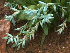 Lachenalia viridiflora