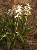 Lachenalia pustulata