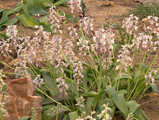 Lachenalia unicolor