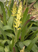 Lachenalia arbuthnotiae