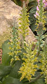 Lachenalia longebracteata