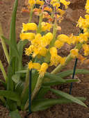 Lachenalia mathewsii