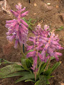 Lachenalia bulbifera ?