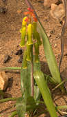 Lachenalia aloides