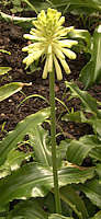 Veltheimia bracteata (white cultivar)