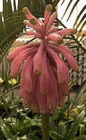 Veltheimia bracteata