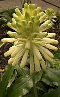 Veltheimia bracteata (white cultivar)