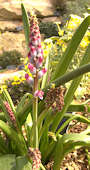 Lachenalia rosea