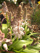 Lachenalia latimerae