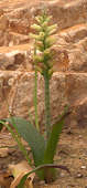 Lachenalia orchioides