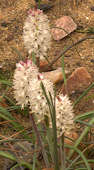 Lachenalia contaminata