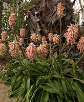 Veltheimia bracteata