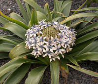 Scilla peruviana