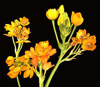 Ornithogalum dubium