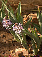 Scilla madeirensis