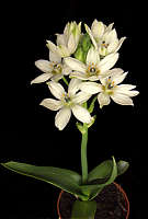 Ornithogalum thyrsoides