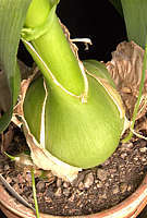 Ornithogalum longibracteatum